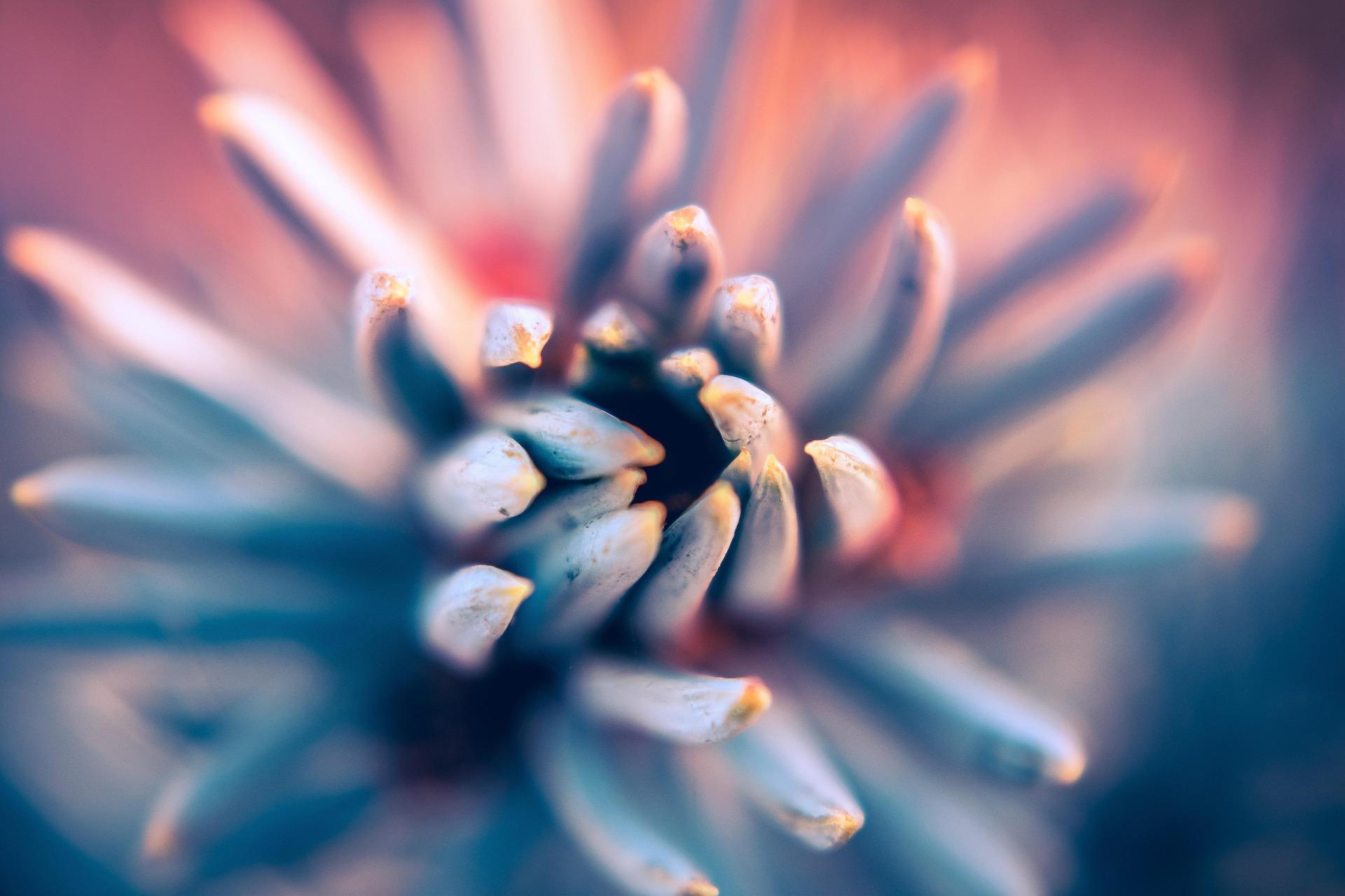 Närbild av en blomma i mjuk fokus, som visar nyanser av blått och rosa.